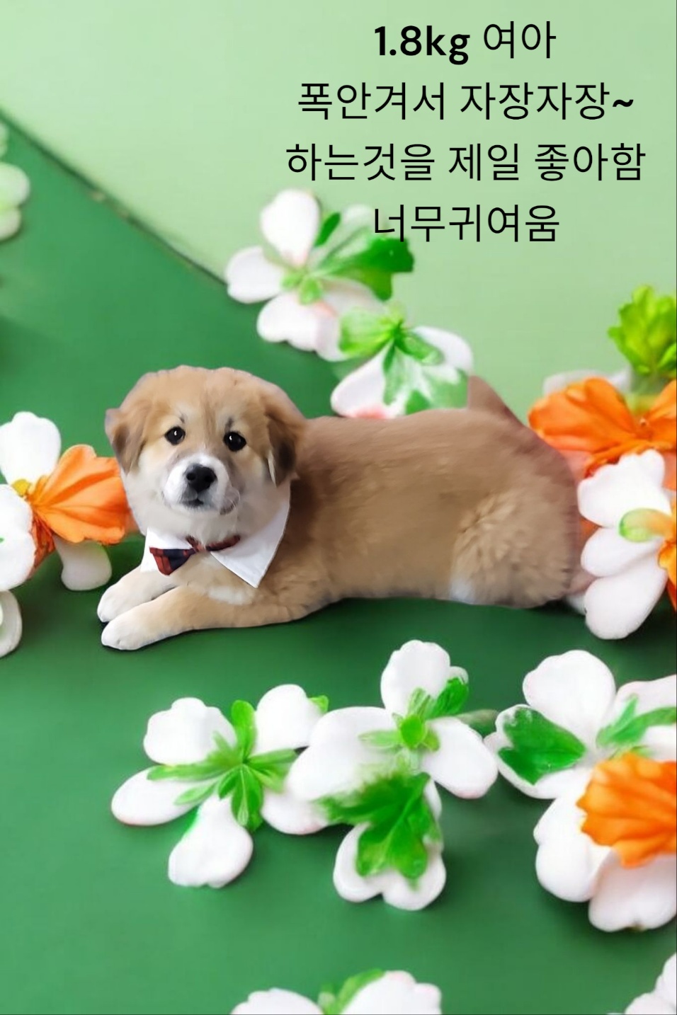 보더테리어 이미지 파일 입니다.